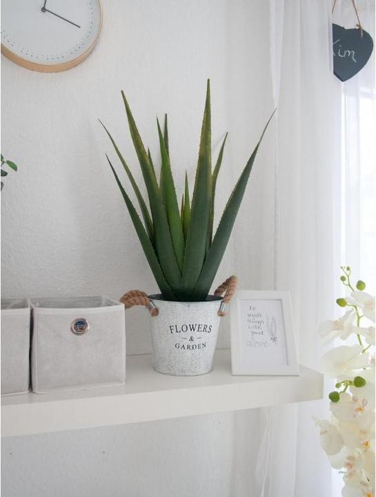 Actual product image Europalms Aloe-Vera (60 cm)