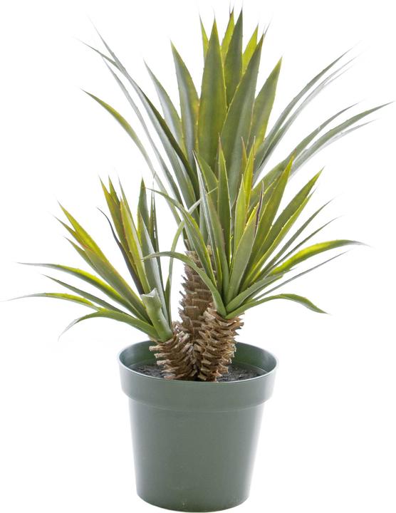 Luwatex Sukkulente Star (71 cm)
