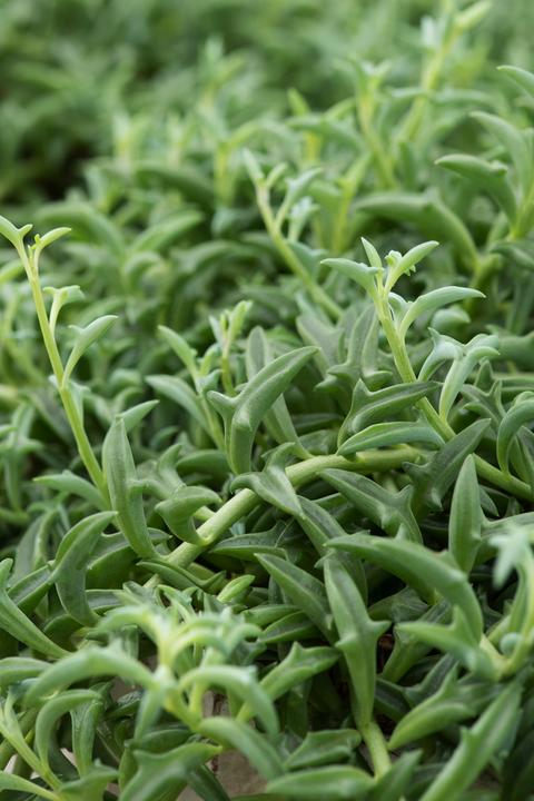 Produktbild Plant in a Box Senecio peregrinus - Delfinpflanze (10 cm)