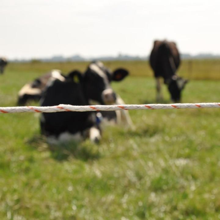 Produktbild Gallagher Kunststofflitze Turbo 200 m