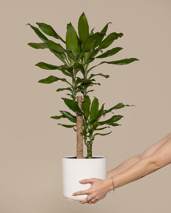 Image du produit feey Grosser Drachenbaum (80 cm, Fraîchement rempotés)