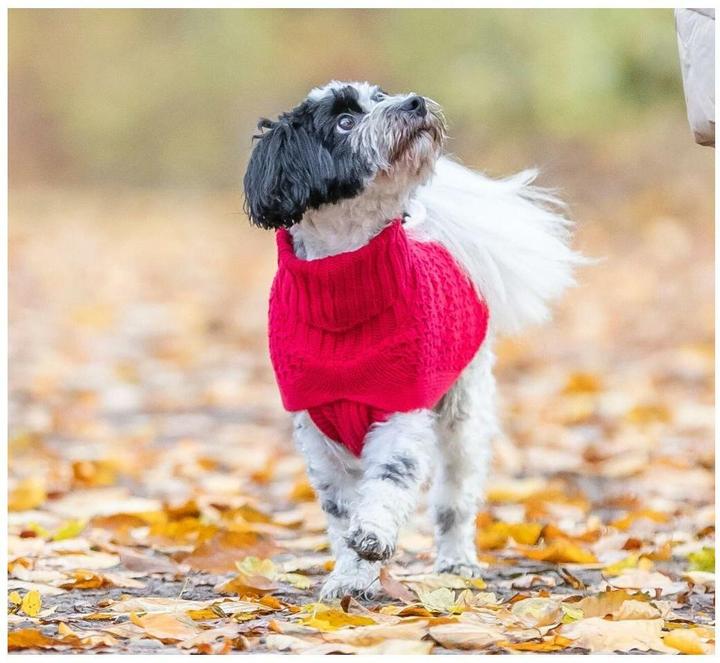 Actual product image Trixie Norwood S jumper, 36 cm, red (S, Dog jumper)