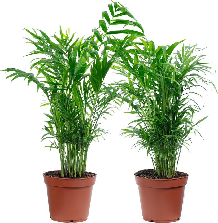 Flowerbox Parlor palm - height ca. 70 cm, pot-Ø 17 cm - Chamaedorea elegans (70 cm)
