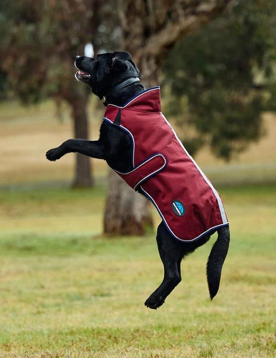 Actual product image Weatherbeeta Comfitec Premier Deluxe (30, Dog raincoat)