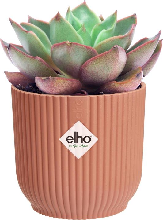 Produktbild Elho Blumenschale (7 x 6.50 cm)