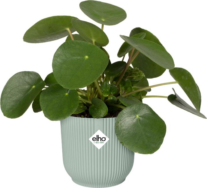 Actual product image Elho Vibes Fold Round (16.14 cm)