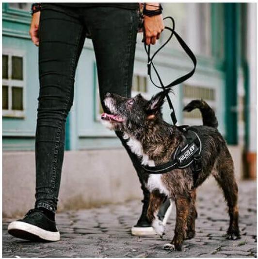 Actual product image Julius-K9 IDC Power Harness 4/XL (XXL, Dog, General)