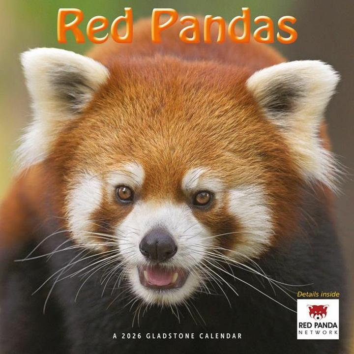 Produktbild Red Pandas Square Wall Sunday Start Cale