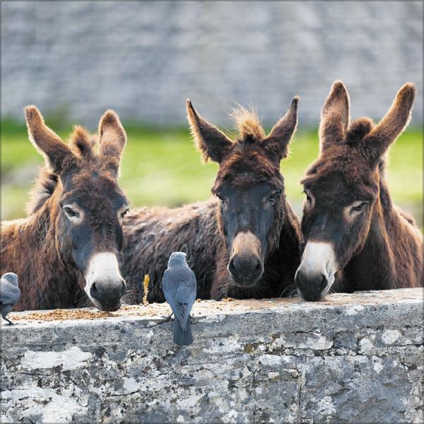 Produktbild Esel2026