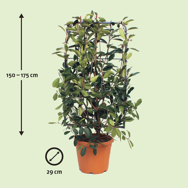 Produktbild Zulauf Glanzmispel / Photinia x fraseri 'Red Robin' (175 cm)