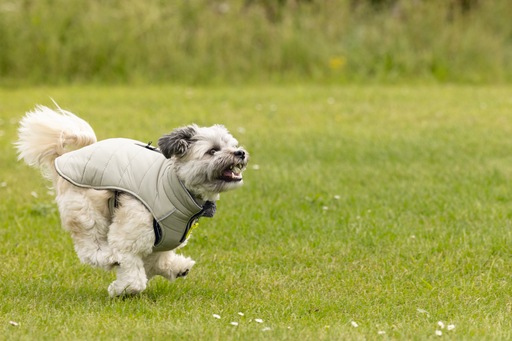Produktbild Beeztees Bz Hund Mantel Bobby Taupe 52 (52, Hundemantel)