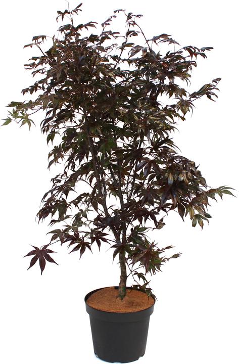 Zulauf Japanischer Fächer-Ahorn / Acer palmatum 'Bloodgood' (80 cm)