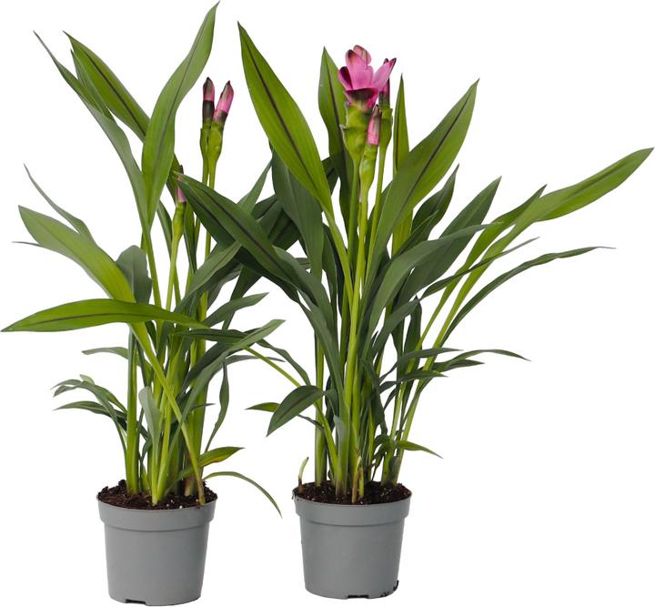 Immagine prodotto Plant in a Box Curcuma alismatifolia Siam Splash - Set di 4 curcuma (50 cm)