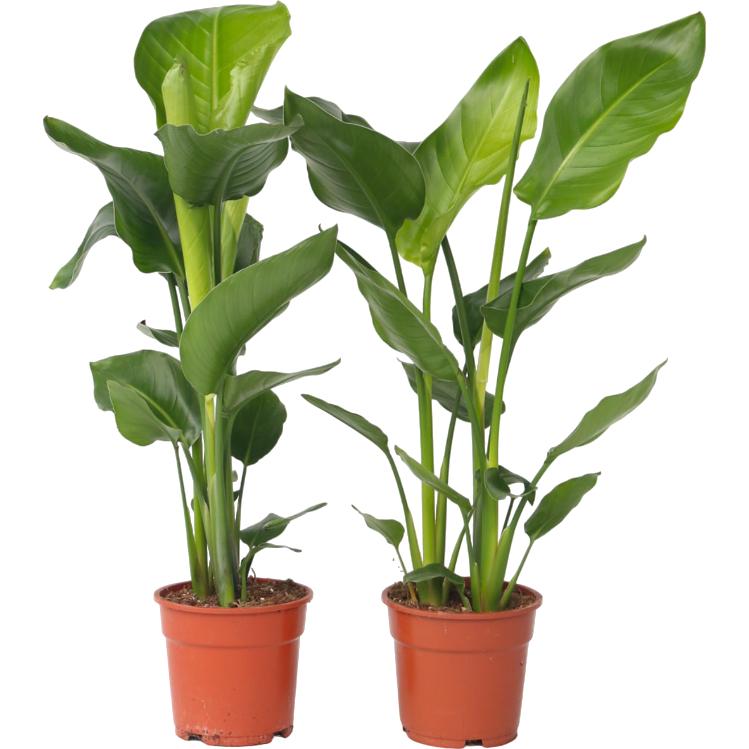 Plant in a Box, Pflanzen, Strelitzia Nicolai - 2er Set Paradiesvogelblume (70 cm)