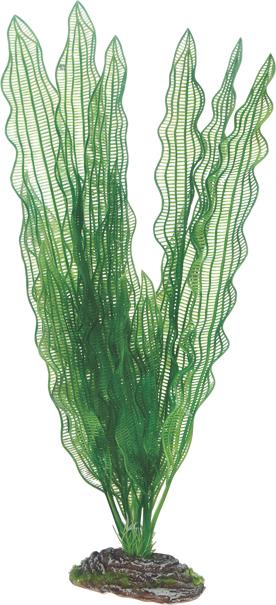 Image du produit Dohse Aponogeton, 39 cm (Décoration, Plantes)