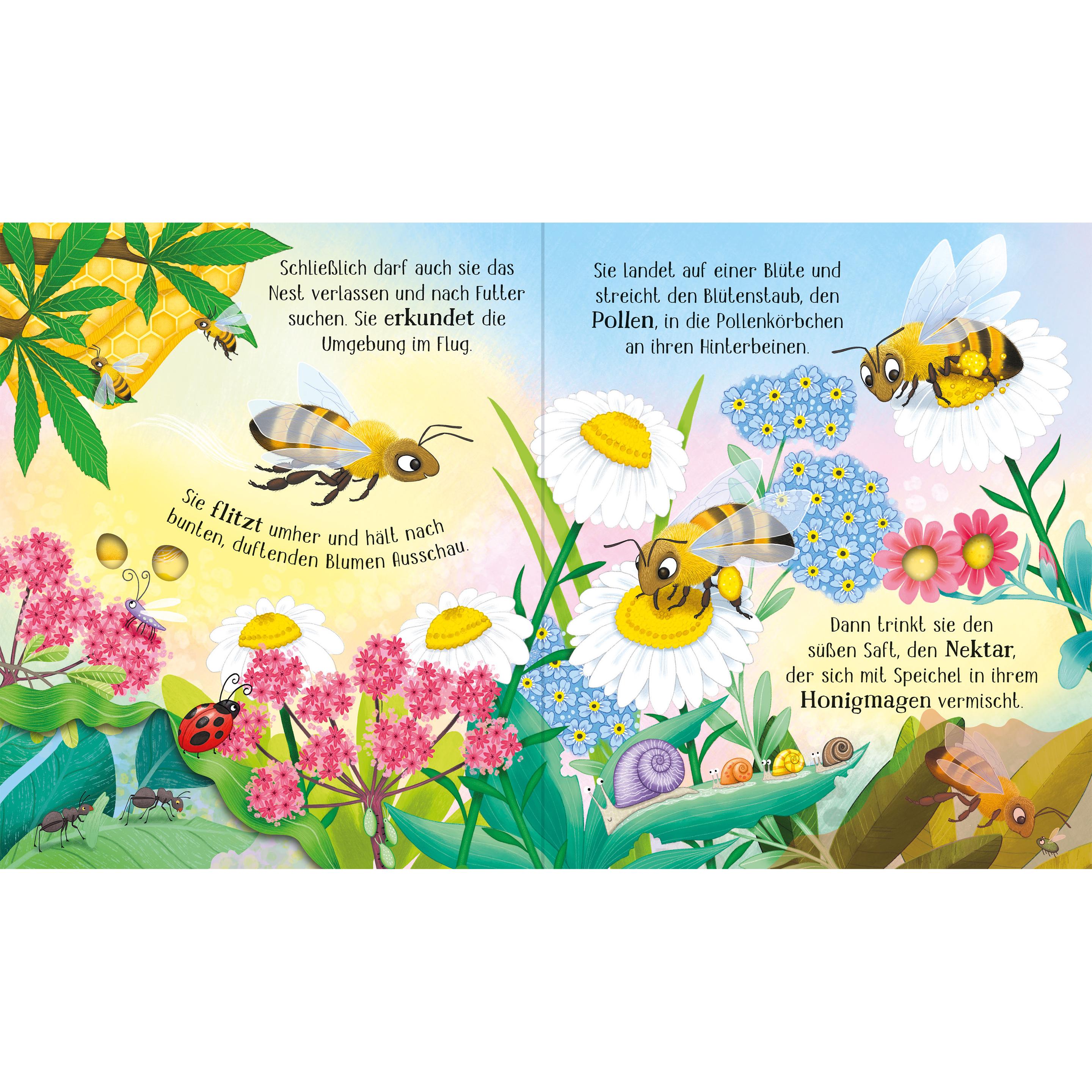 Thumbnail - Schau mal, wie ich wachse! Von der Larve zur Biene, Kinderbücher