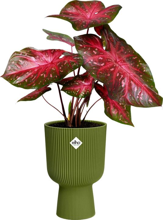 Produktbild Elho Vibes Fold Coupe (30 x 45 cm)