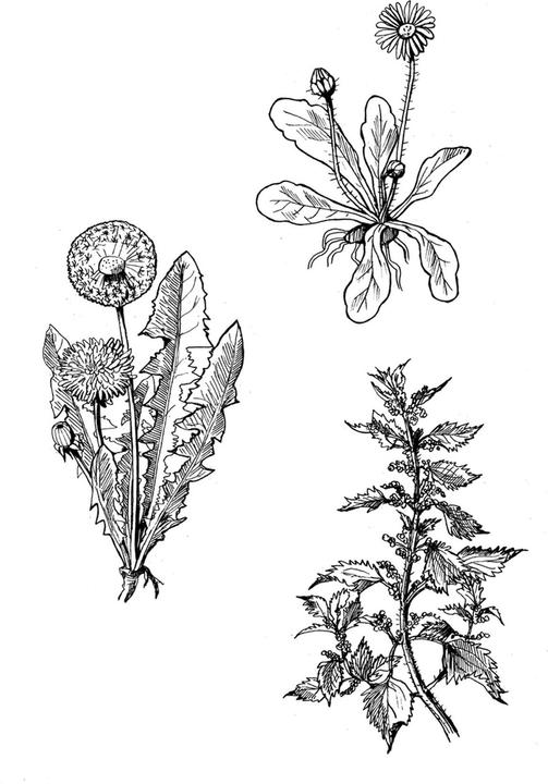 Image du produit Simon:Die grosse Zeichenbibliothek (Allemand, Dorina Tessmann, Melinda Simon, Sergueï Chakhov, 2024)