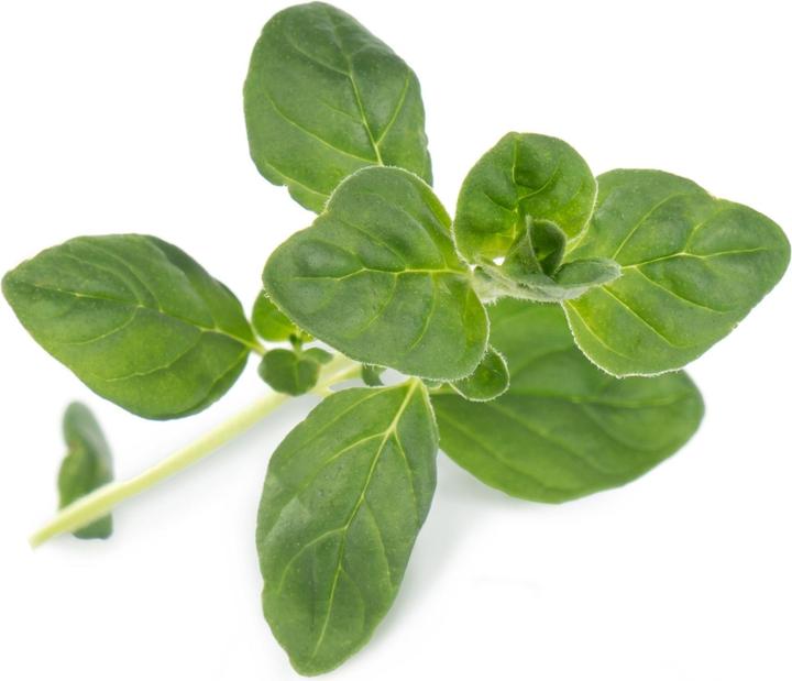 Productafbeelding Véritable Biologische oregano (Kruidenzaden)