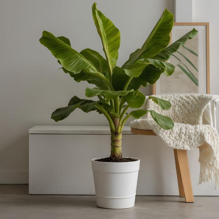Produktbild Plant in a Box Musa Basjoo - 2er-Set Bananenpflanzen (55 cm)