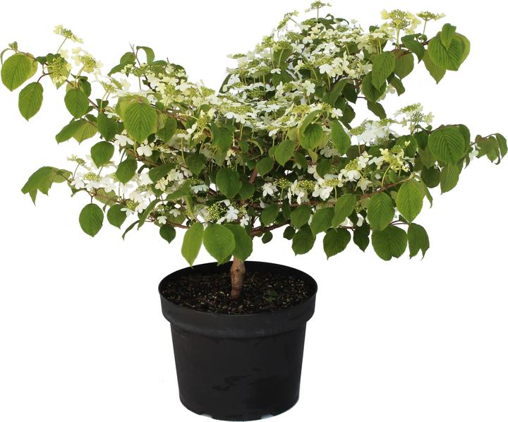 Immagine prodotto Zulauf Japanischer Schneeball / Viburnum plicatum 'Mariesii' (80 cm)