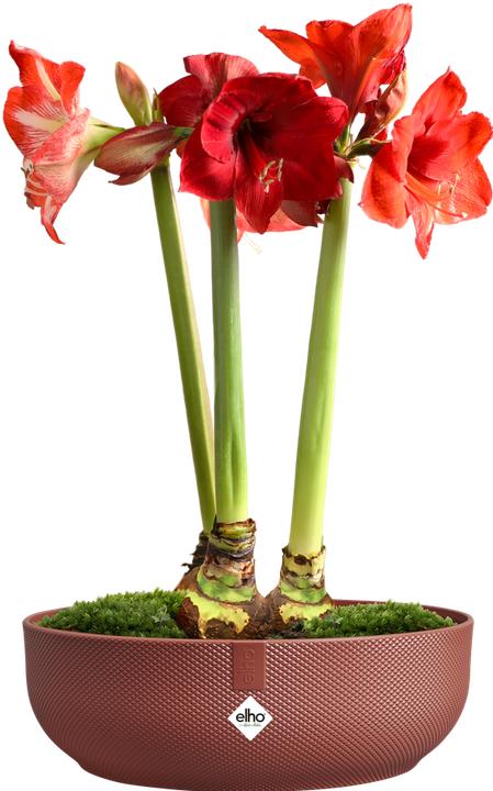 Produktbild Elho Jazz Bowl (28 x 9 cm)