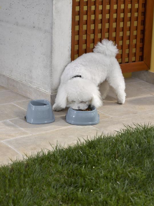 Actual product image Magni Plastic food bowl 400ml, assorted colours
