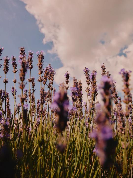 Produktbild L'Occitane Lavender Shower Gel (250 ml)