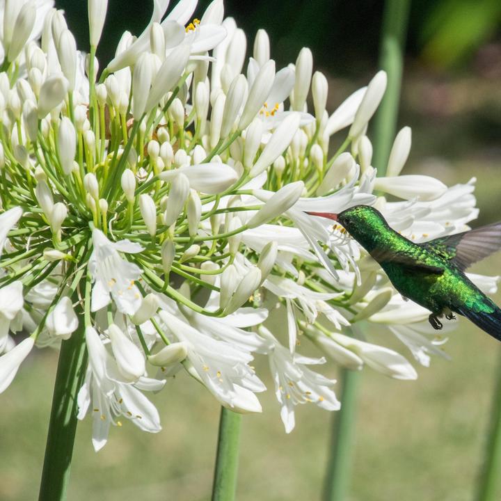 Image du produit Plant in a Box Agapanthe - mélange de 6 plantes (10 cm)