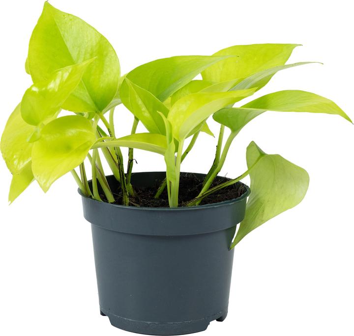 Produktbild Flowerbox Efeutute - Epipremnum pinnatum 'Golden Pothos' (15 cm)