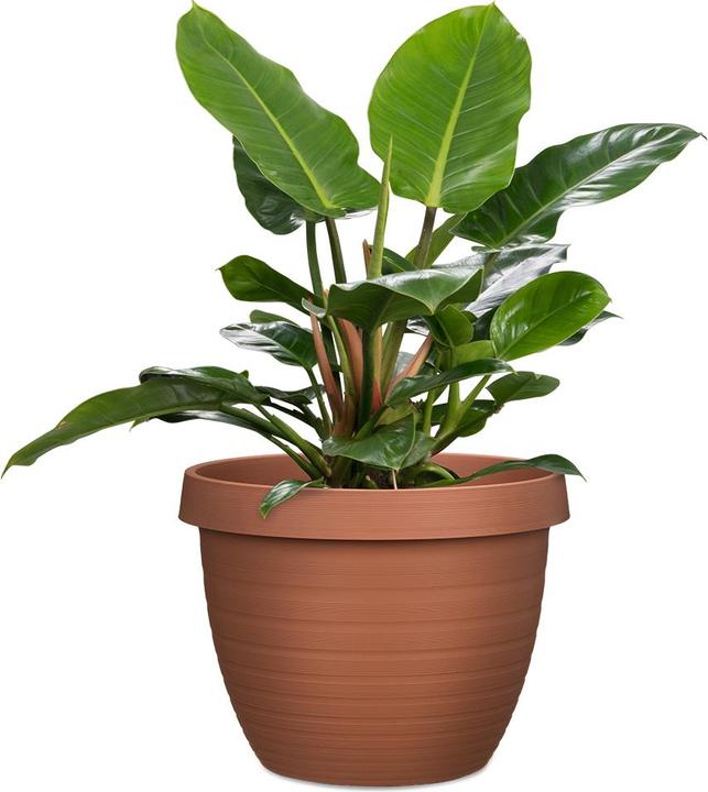 Image du produit Scheurich Country Star (39 cm)