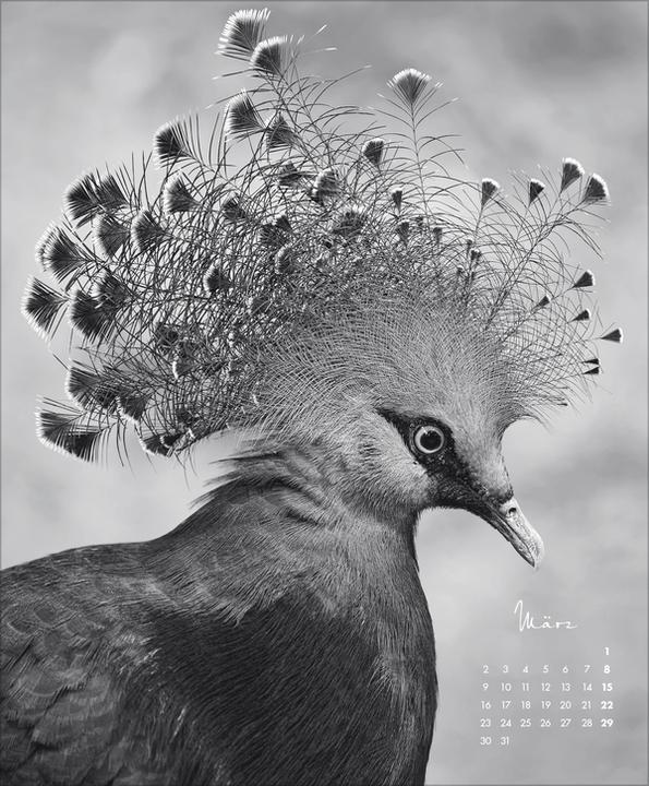 Produktbild WildLife 2026 (45.5 x 55 cm)