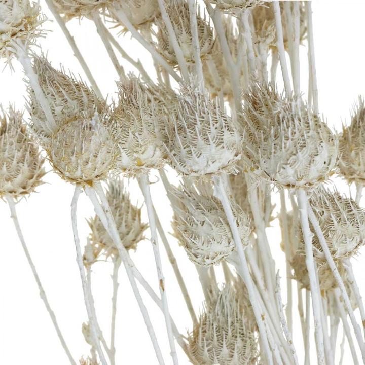 Actual product image Viana Erdbeerdistel Trockenblumen für edle und geisterhafte Blumendekoration (Dried flowers)