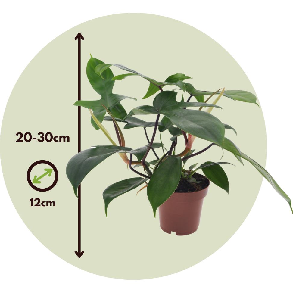 Thumbnail - Plant in a Box, Pflanzen, Philodendron Florida Green - Baumfreund (20 cm)