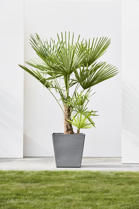 Actual product image Ecopots Rotterdam Wheels (50.20 x 50.20 x 48 cm)