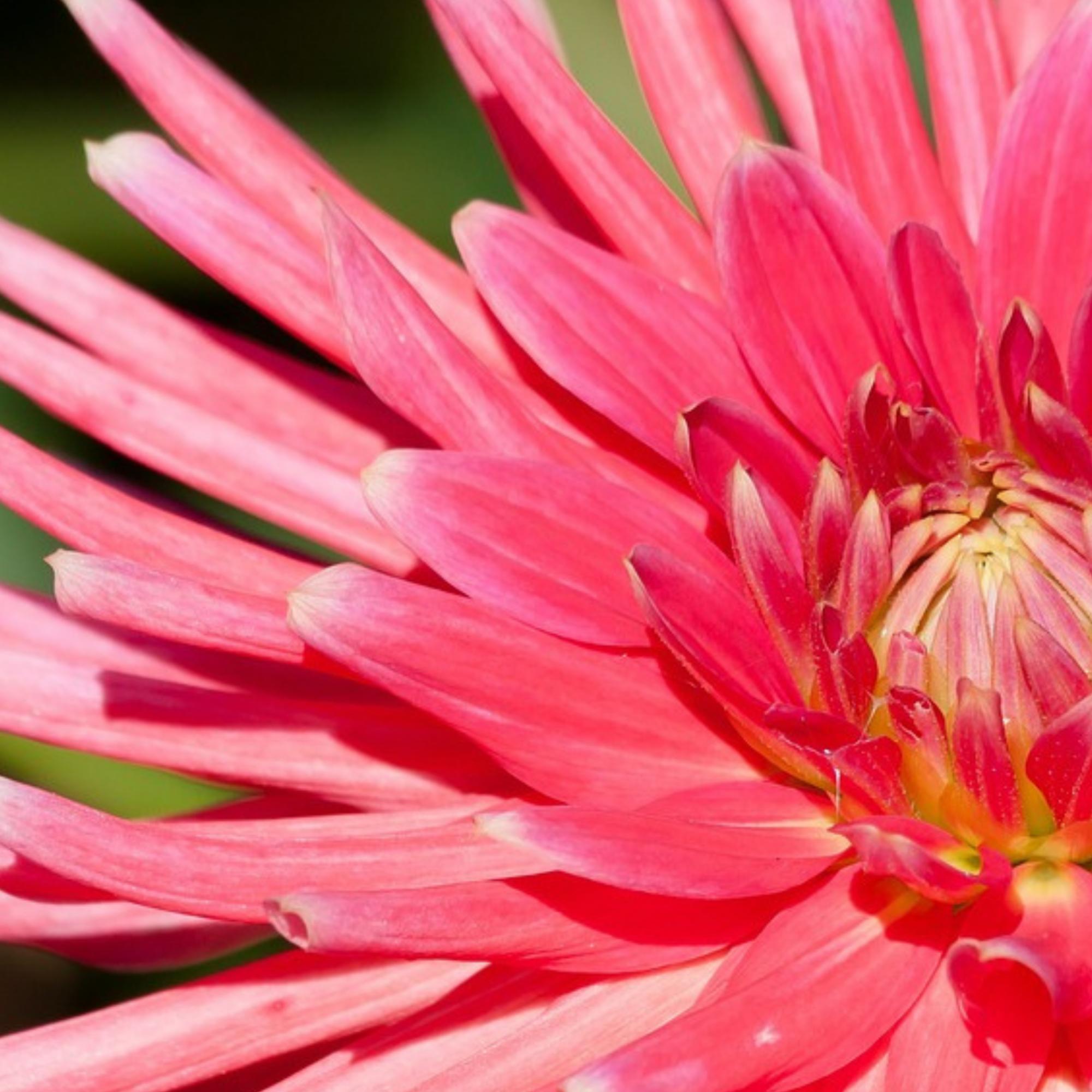 Thumbnail - Plant in a Box, Pflanzen, Dahlia Park Princess, Gladiolen Priscilla, Freesia Enkel Wit, Oxalis Deppei Iron Cross, Gladio...