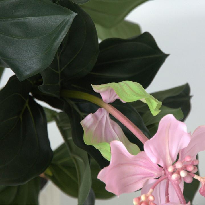 Immagine prodotto Plant in a Box Medinilla - (85 cm)