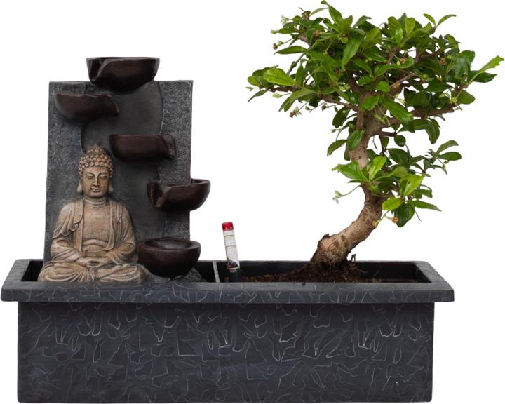 Plant in a Box Bonsai Ligustrum, Carmona, Ficus Retusa, Syzygium, Sageretia - Bonsai Wassersystem Buddha (35 cm)
