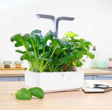 Produktbild Véritable Lingot Komatsuma Spinat BIO (Kräutersamen)