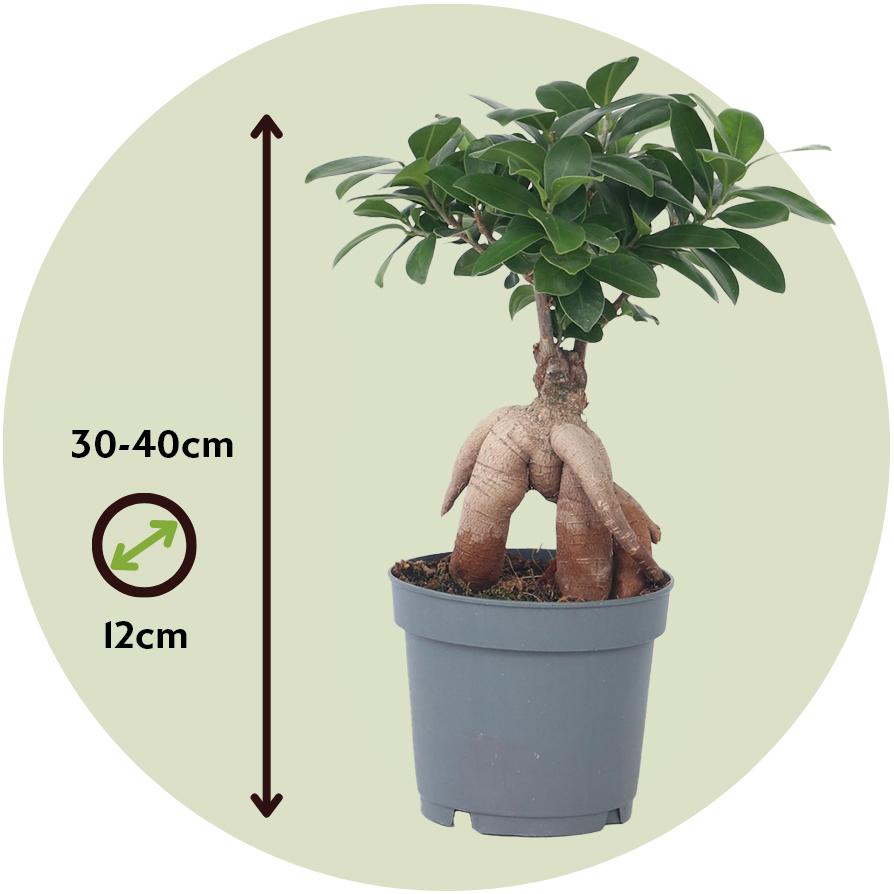 Thumbnail - Plant in a Box, Pflanzen, Ficus microcarpa Ginseng - Bonsai (40 cm)