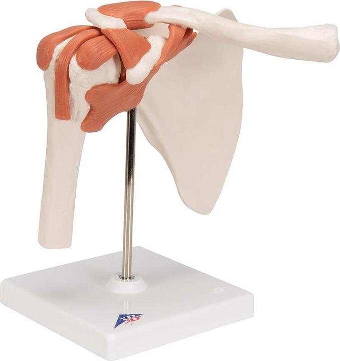 Produktbild 3B Scientific A80 Funktionales Schultergelenk