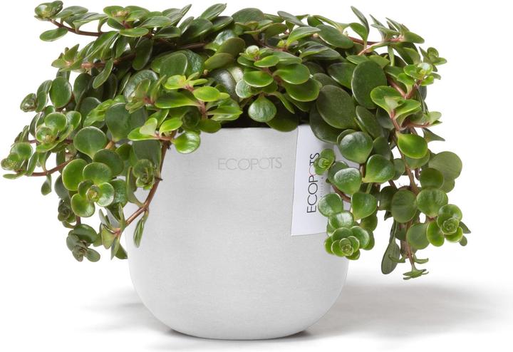 Immagine prodotto Ecopots Oslo Mini (11.50 cm)