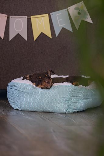 Actual product image Beeztees Paper flag (Puppy Toy)