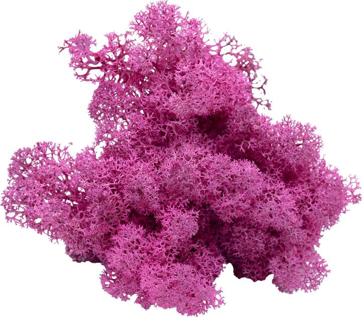 Actual product image Flowerbox Iceland moss