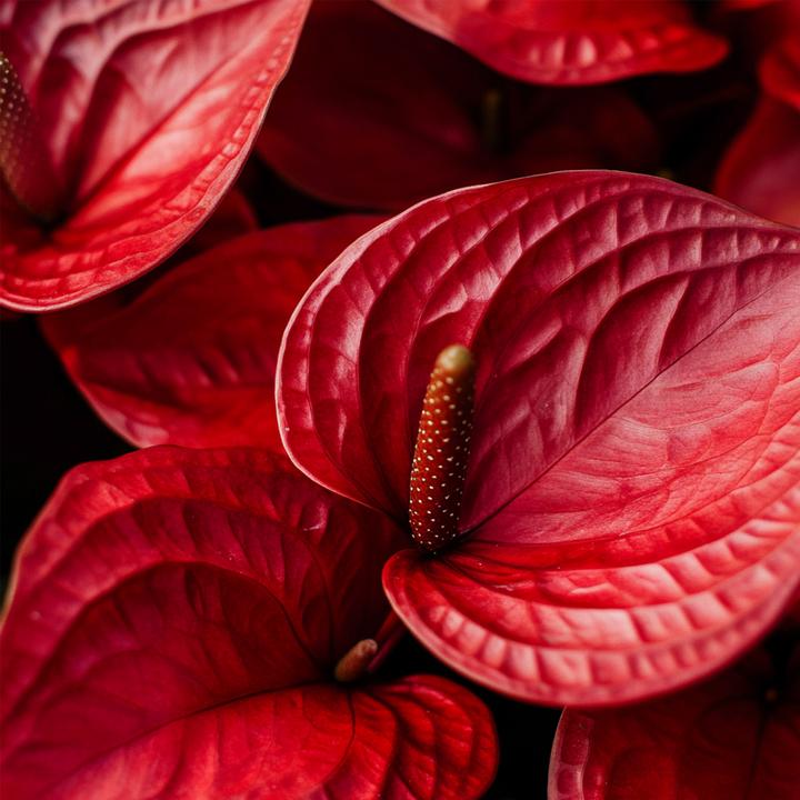 Actual product image Plant in a Box Anthurium 'Royal Champion' - Flamingoblume (35 cm)