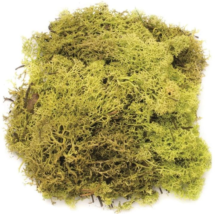 Glorex Iceland Moss