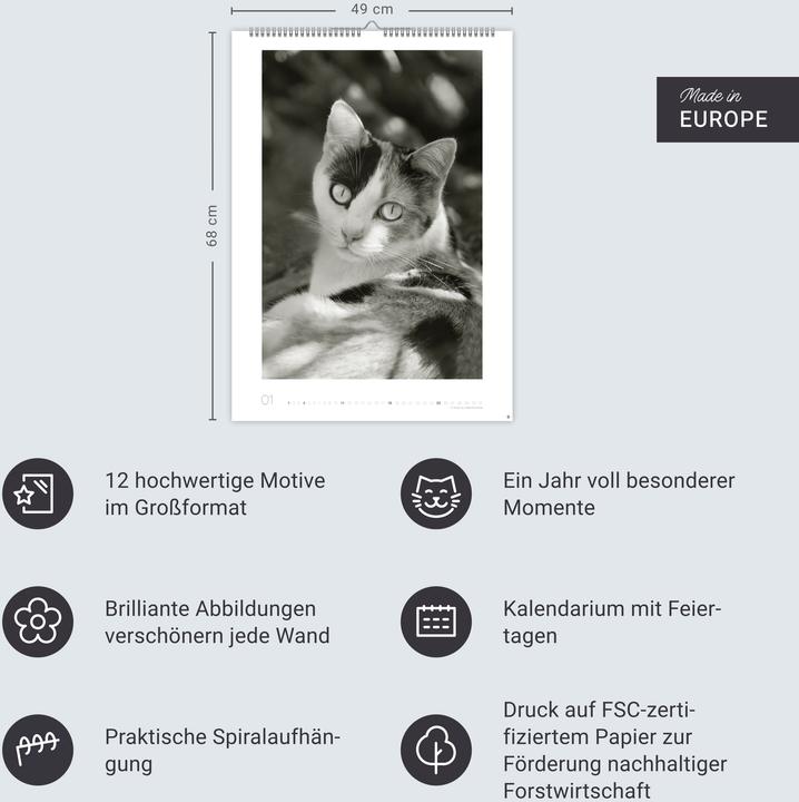 Produktbild Cats Edition Kalender 2026 (49 x 68 cm)