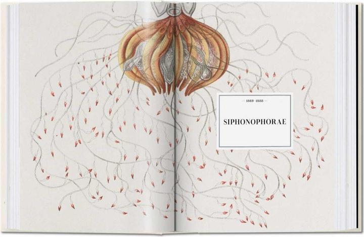 Immagine prodotto Ernst Haeckel. 40th Anniversary Edition (Tedesco, Rainer Willmann, 2020)