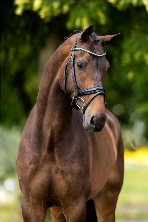 Produktbild BR Equestrian Equipment Oldham