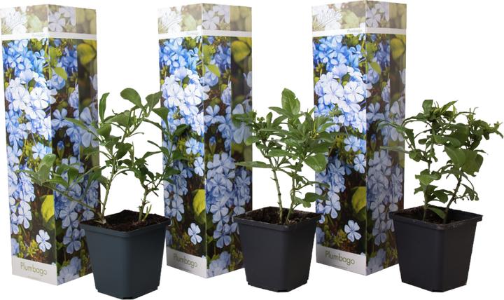 Immagine prodotto Plant in a Box Plumbago auriculata - Set di 3 esemplari Maschio Fedele (25 cm)